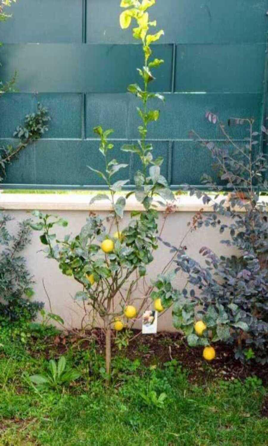 マリノ Il Giardino Di Limoniヴィラ エクステリア 写真