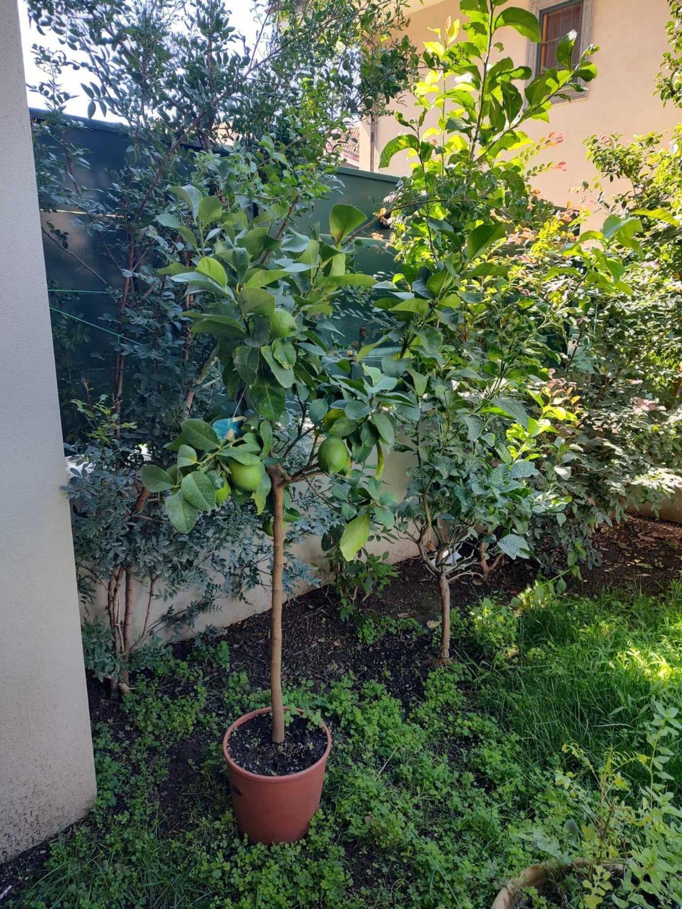マリノ Il Giardino Di Limoniヴィラ エクステリア 写真